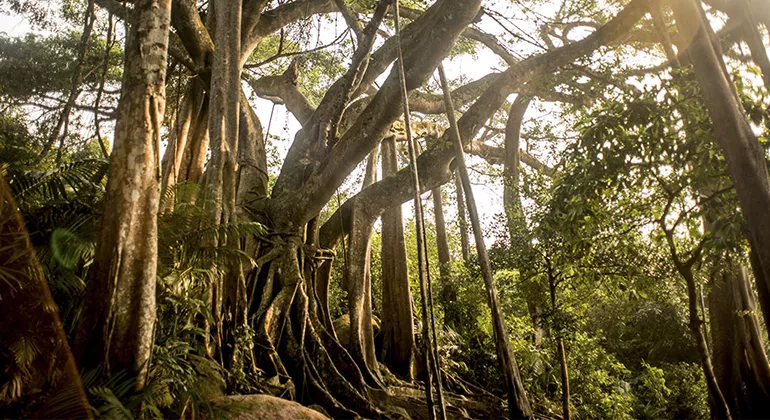 The 1000 year Banyan Tree