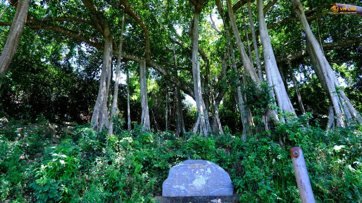 Hoi An To Monkey Mountain By Private Car 2 The 1000 year Banyan Tree