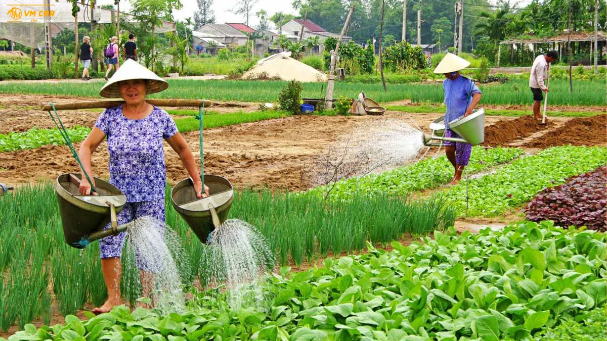 Hoi An To Tra Que Vegetable Village By Private Car 2 Farmers watering vegetables in Tra Que