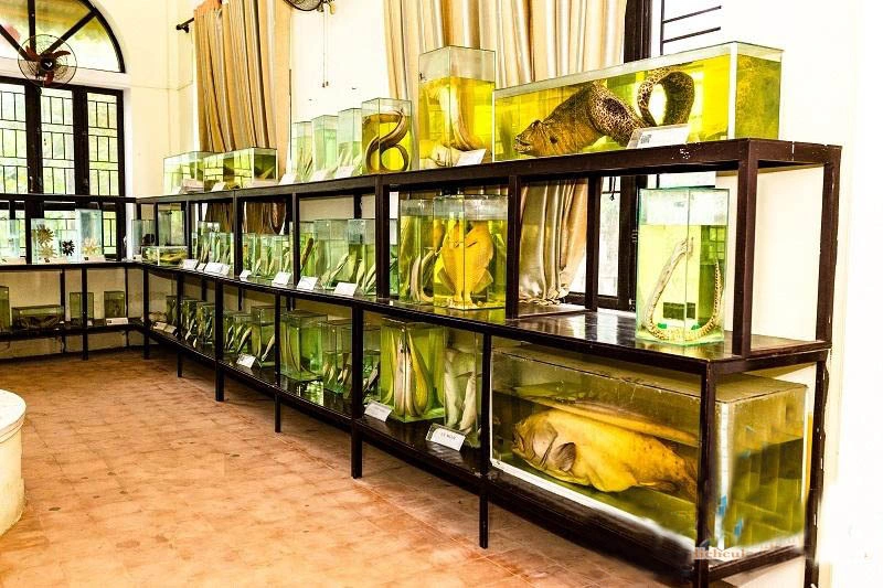 Many typical fish species are on display