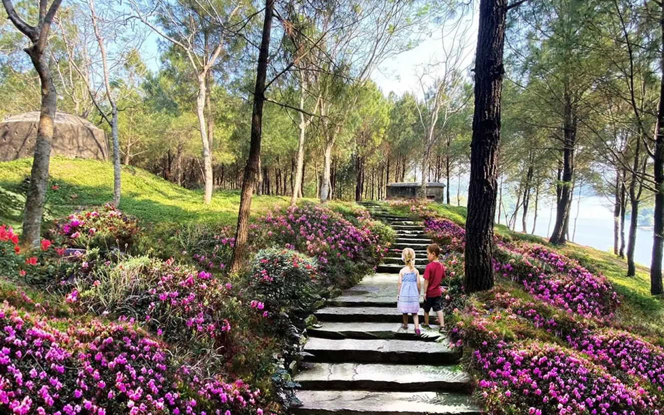 Poetic road among pine forest