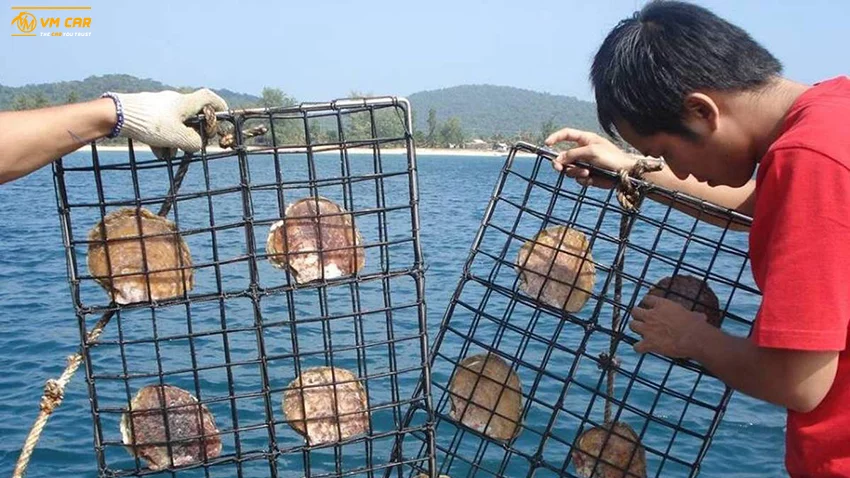 Pearl farming in Phu Quoc