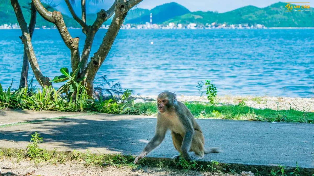 Monkey Island Nha Trang