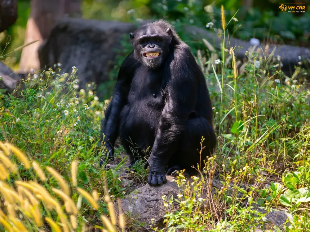 Book VinWonders & Vinpearl Safari Phu Quoc Tickets 10 Primate Area at Vinpearl Safari Phu Quoc