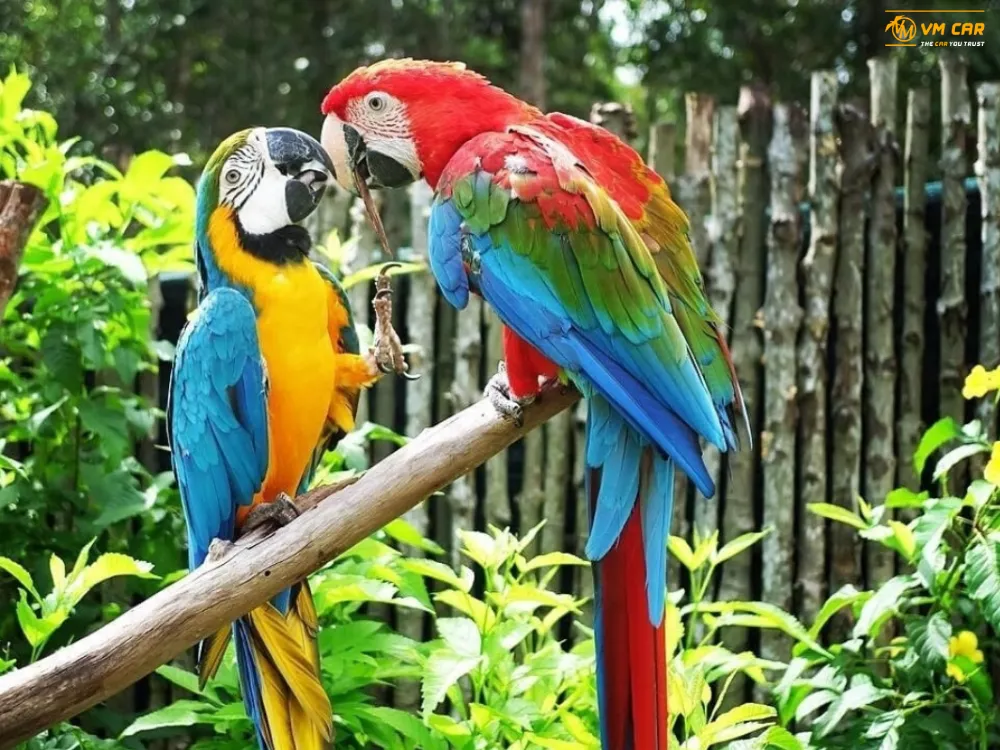Book VinWonders & Vinpearl Safari Phu Quoc Tickets 11 Bird Area at Vinpearl Safari Phu Quoc