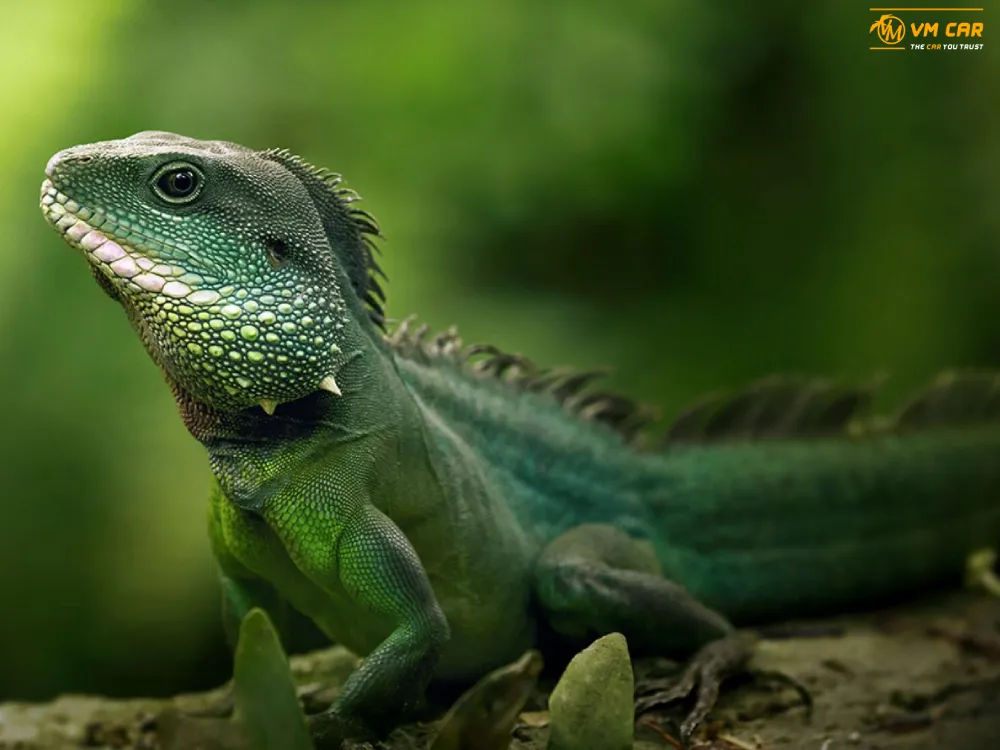Book VinWonders & Vinpearl Safari Phu Quoc Tickets 12 vinwonders vinpearl safari phu quoc tickets–12