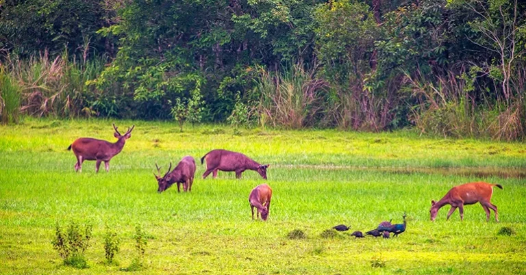 Ho Chi Minh to Cat Tien national park by car