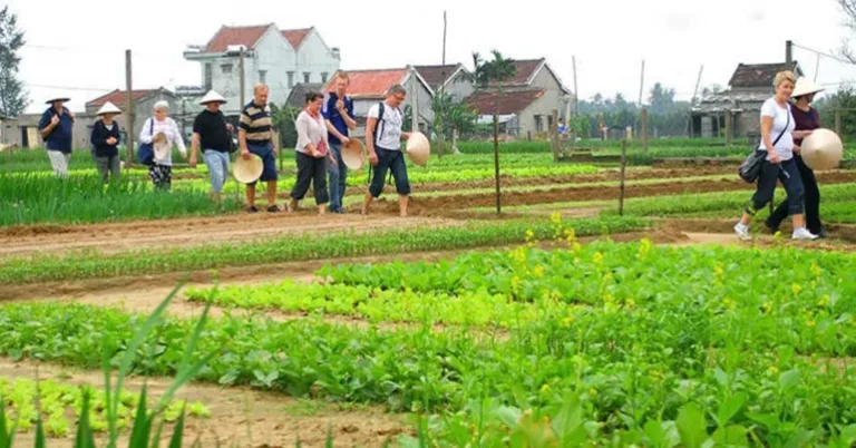 hoi an to tra que vegatable village by car